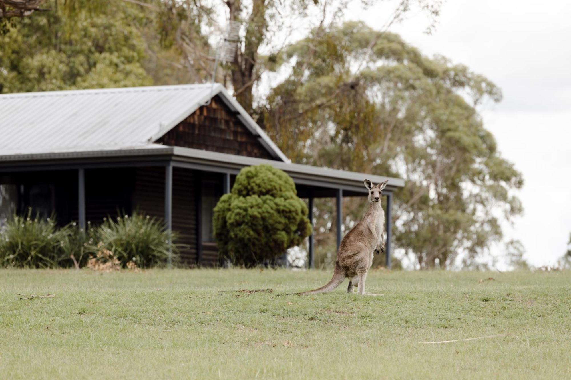 Palmers Lane Estate Hunter Valley Pokolbin Exteriör bild