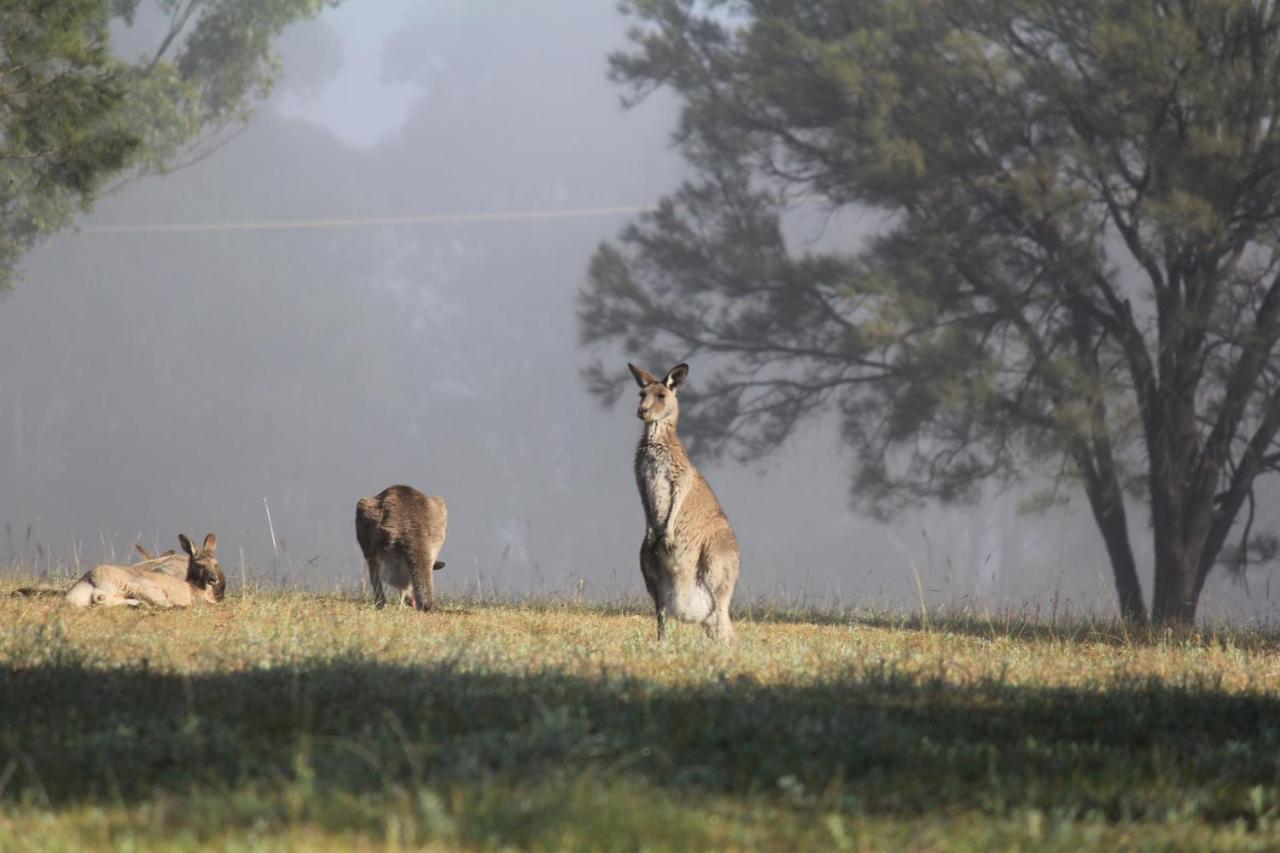 Palmers Lane Estate Hunter Valley Pokolbin Exteriör bild
